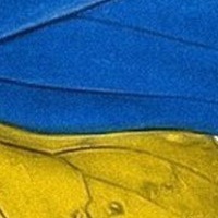 772981 772981