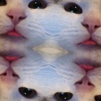 1320081 1320081