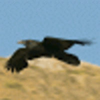 1241815 1241815