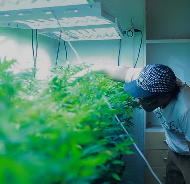Happiness is running
a weed grow house
in Colorado — Business на Hopes&Fears