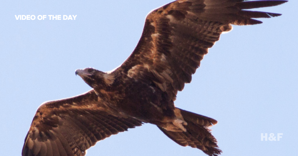Watch a wedge-tailed eagle punch a drone out of the sky
