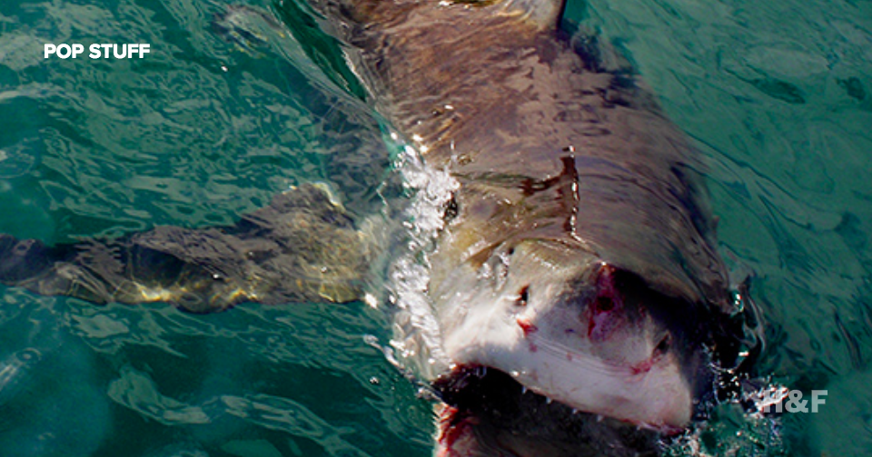 Fox's Brian Kilmeade thinks "sharks should be cleared from waters" before competitions