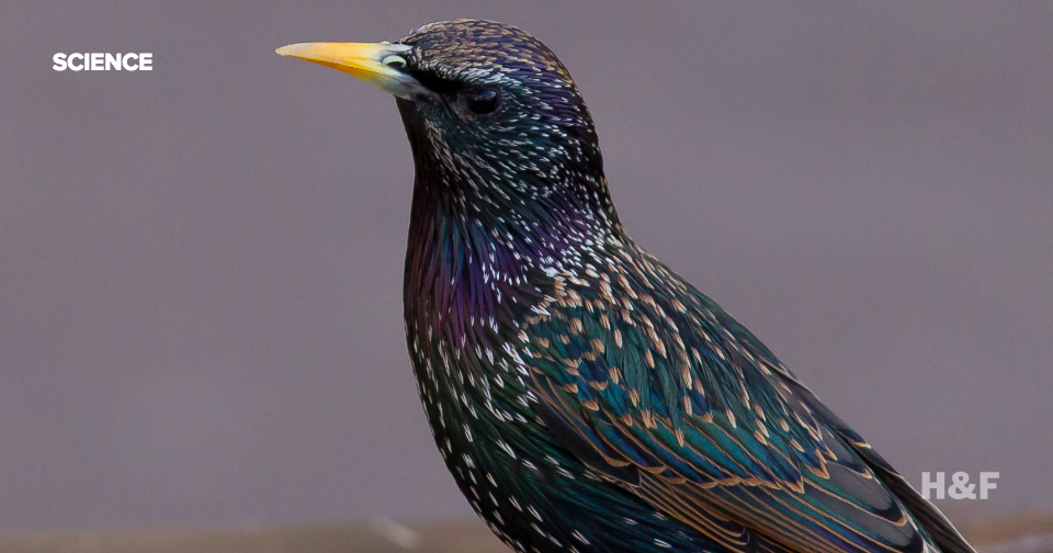 Birds on Prozac snack more, study finds
