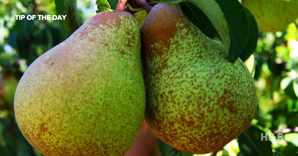 Science proves that eating pears will prevent hangovers