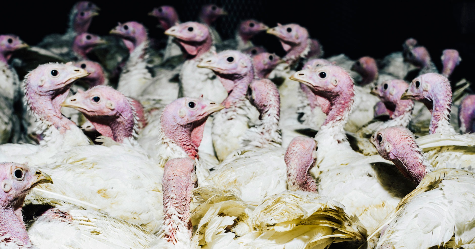 The messy business of NYC's live poultry industry—Hopes&Fears