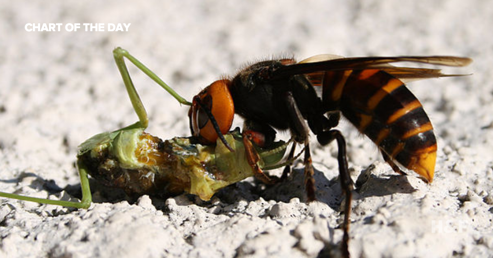 You are more likely to be killed by hornets than sharks this summer