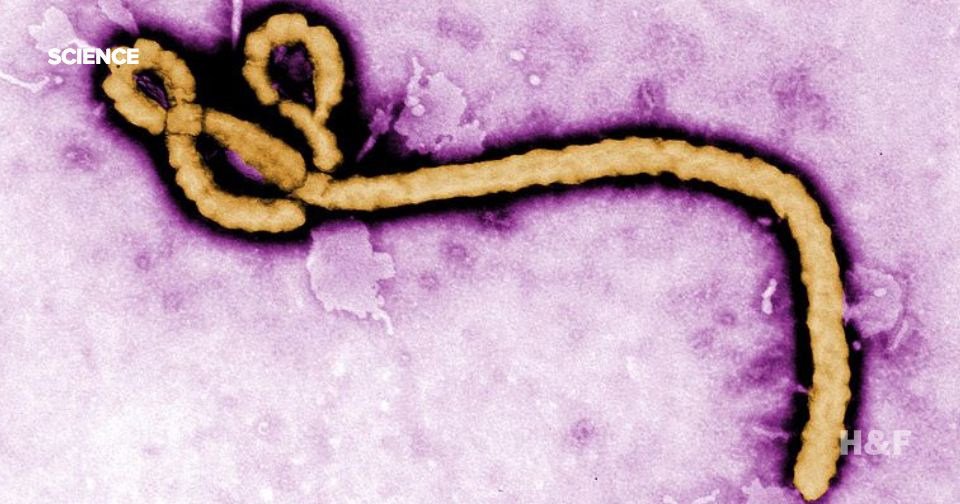 "100%" effective Ebola vaccine is nearly here