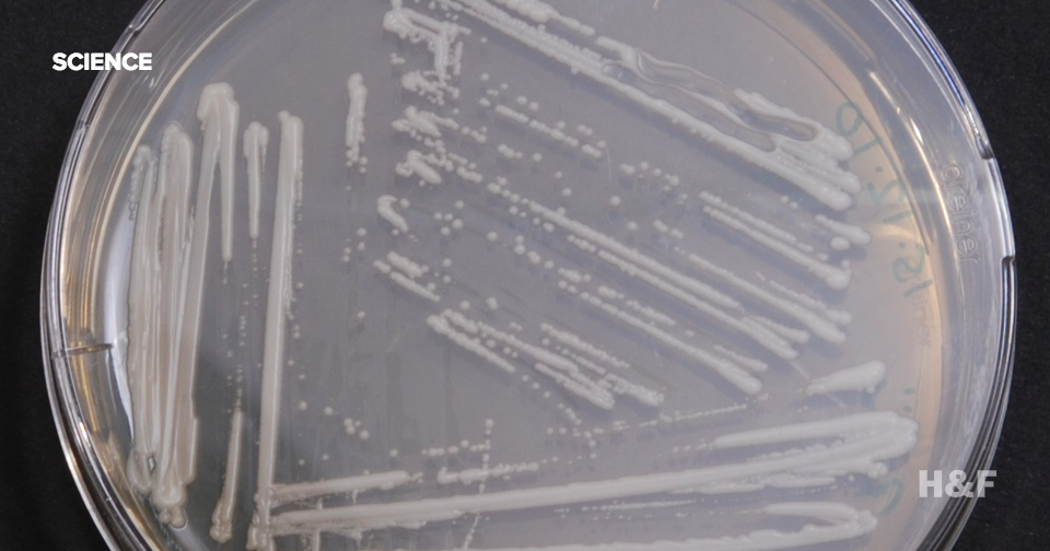We can now grow opiates with yeast