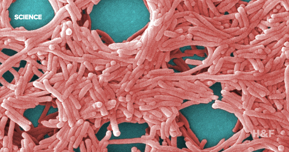 People in NYC are dying of Legionnaire's disease. Here's what it is and how to avoid it.