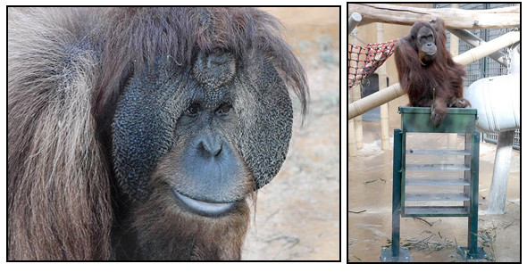 Орангутана-тест. Изображение № 5.