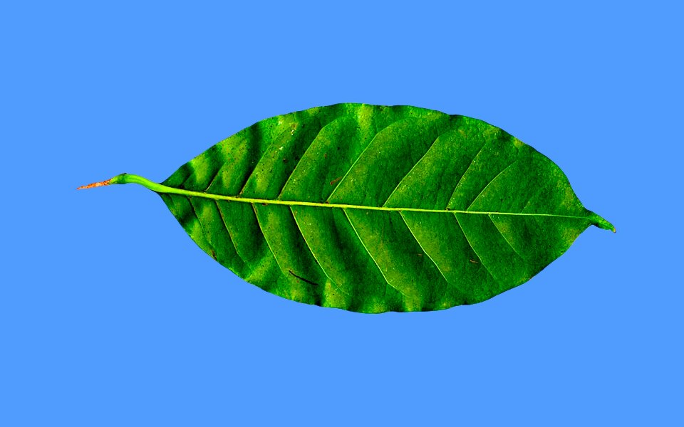 Наука кофе: Что известно 
о самом противоречивом напитке. Изображение №4.