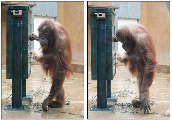 Орангутана-тест. Изображение № 2.