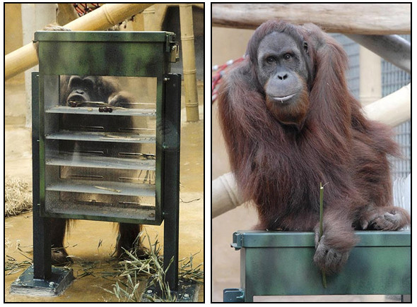 Орангутана-тест. Изображение № 3.