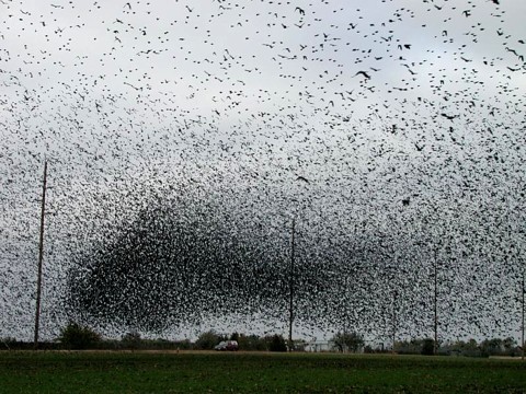 Smog, Wildfire и немного о старости. Изображение № 4.