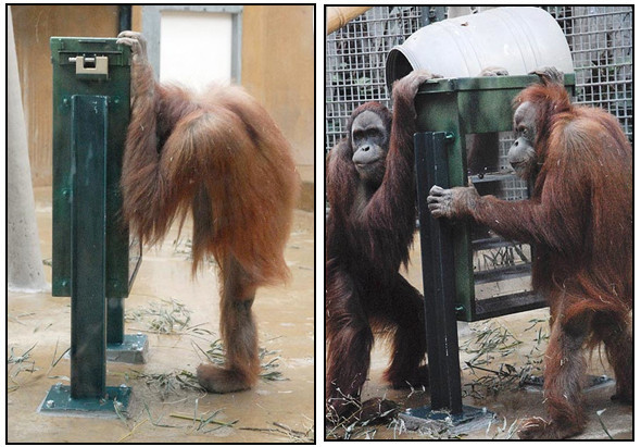 Орангутана-тест. Изображение № 4.