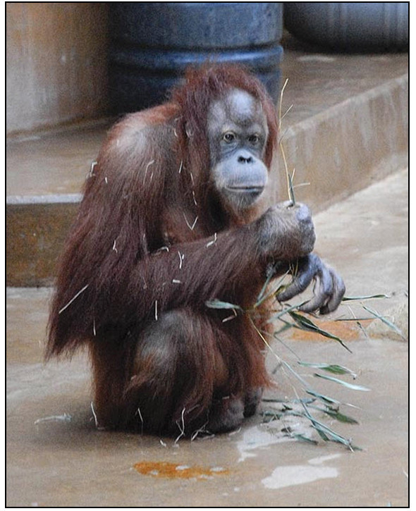 Орангутана-тест. Изображение № 6.