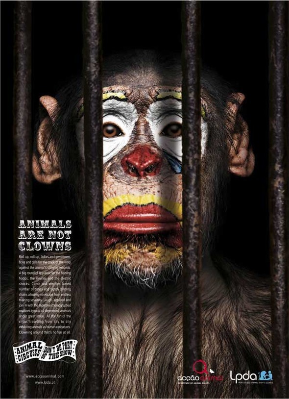 Animals are not clowns. Изображение № 3.