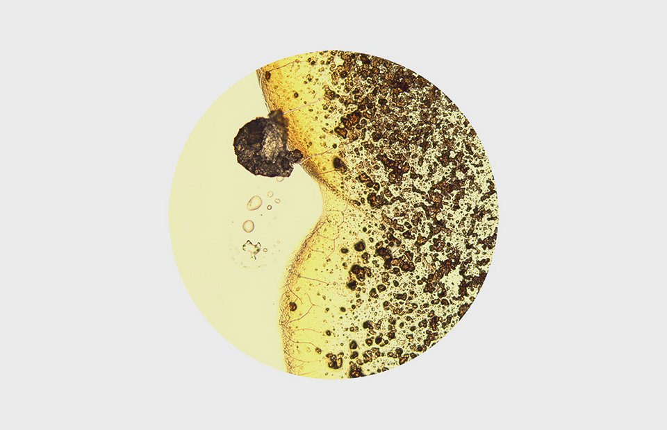 Наука кофе: Что известно 
о самом противоречивом напитке. Изображение №3.