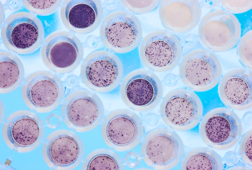 8 бессмысленных научных споров — от геев до ГМО. Изображение №3.