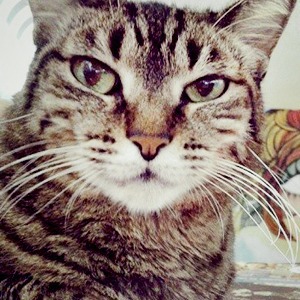 Музейные коты в снимках Instagram — Галереи translation missing: ru.desktop.posts.titles.on The Village
