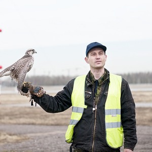 Подрезать крылья: Как работают орнитологи на аэродромах — Как всё устроено translation missing: ru.desktop.posts.titles.on The Village