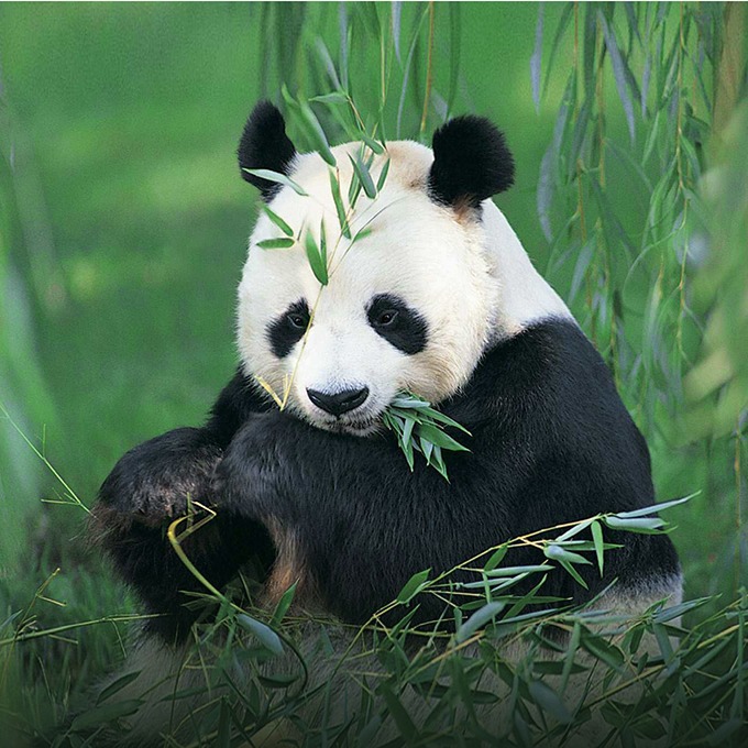 Планетарный масштаб: 6 советов о покорении мира от Foodpanda — Менеджмент на The Village