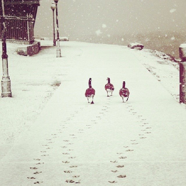 netavasi. Изображение №5.