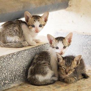 Рисовать кошек с котами Рисовать кошек с котами