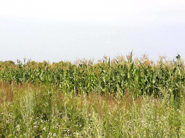 Утро в Москве: 15 августа. Изображение №12.