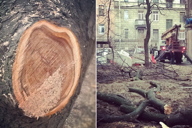 Что посадить перед окном дома Что посадить перед окном дома