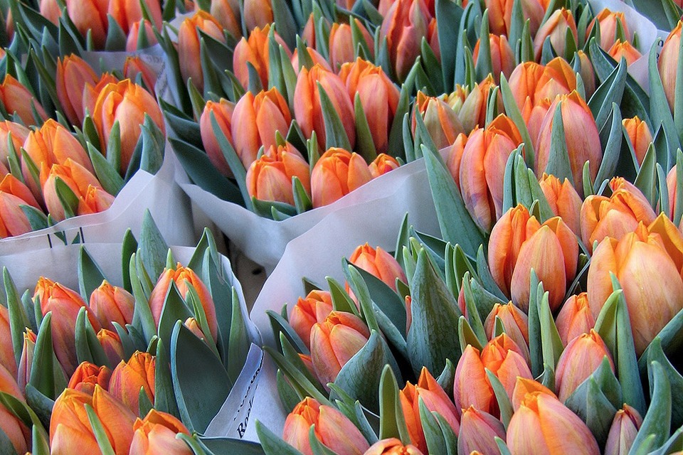 Потоки цветов: Как Florist.ru делает глобальный бизнес на розах и герберах — Сделал сам на The Village