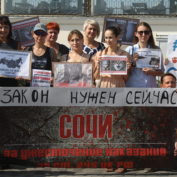 Как в Сочи проходила акция «Закон нужен сейчас» — Фоторепортаж на The Village