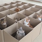 На кого подписаться: Канал в ютьюбе с челленджами для кошек